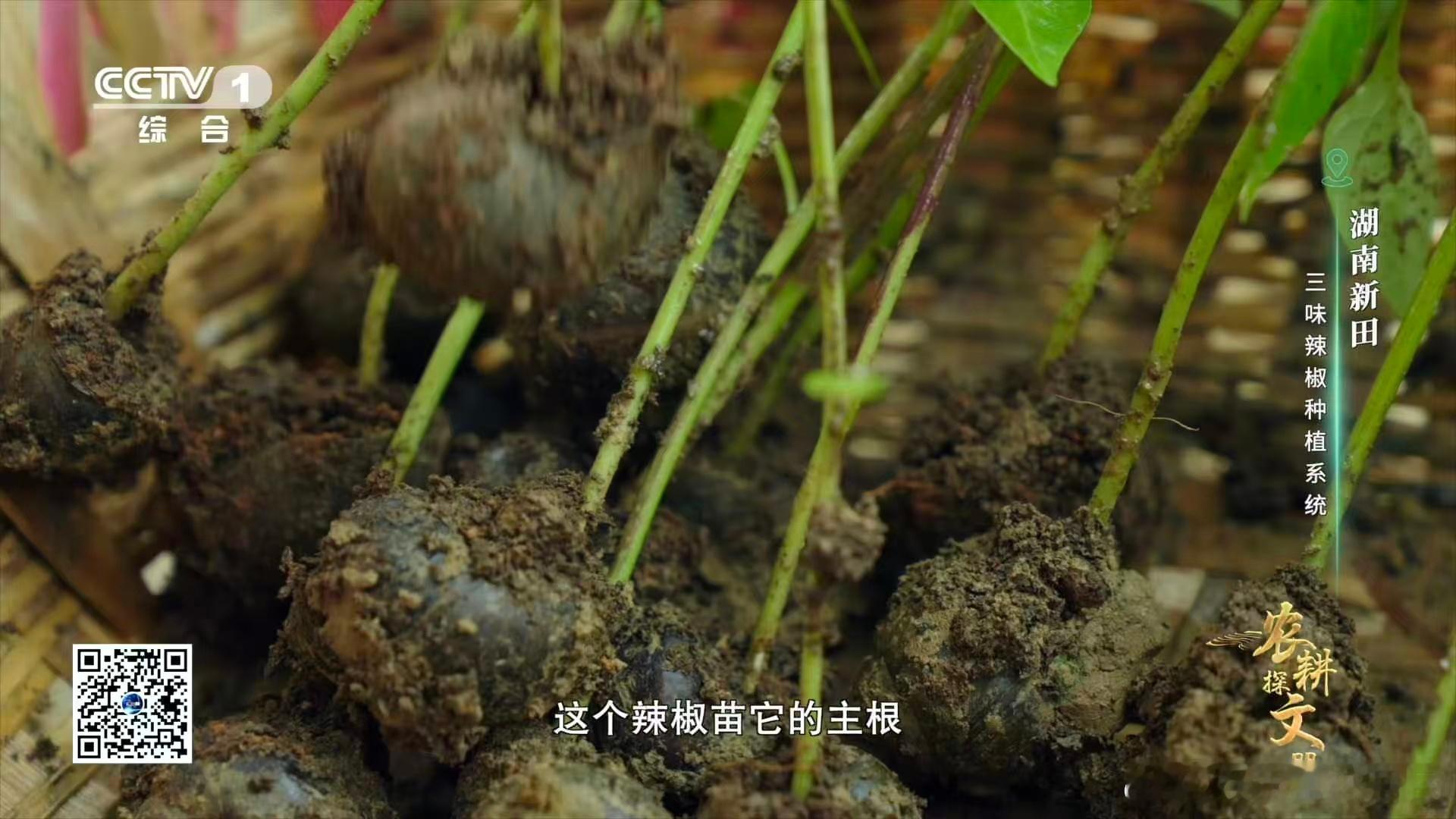 湖南新田县的三味辣椒真的刷新对辣椒的认知，皮薄肉脆口感棒，辣度刚好不会太冲，还带