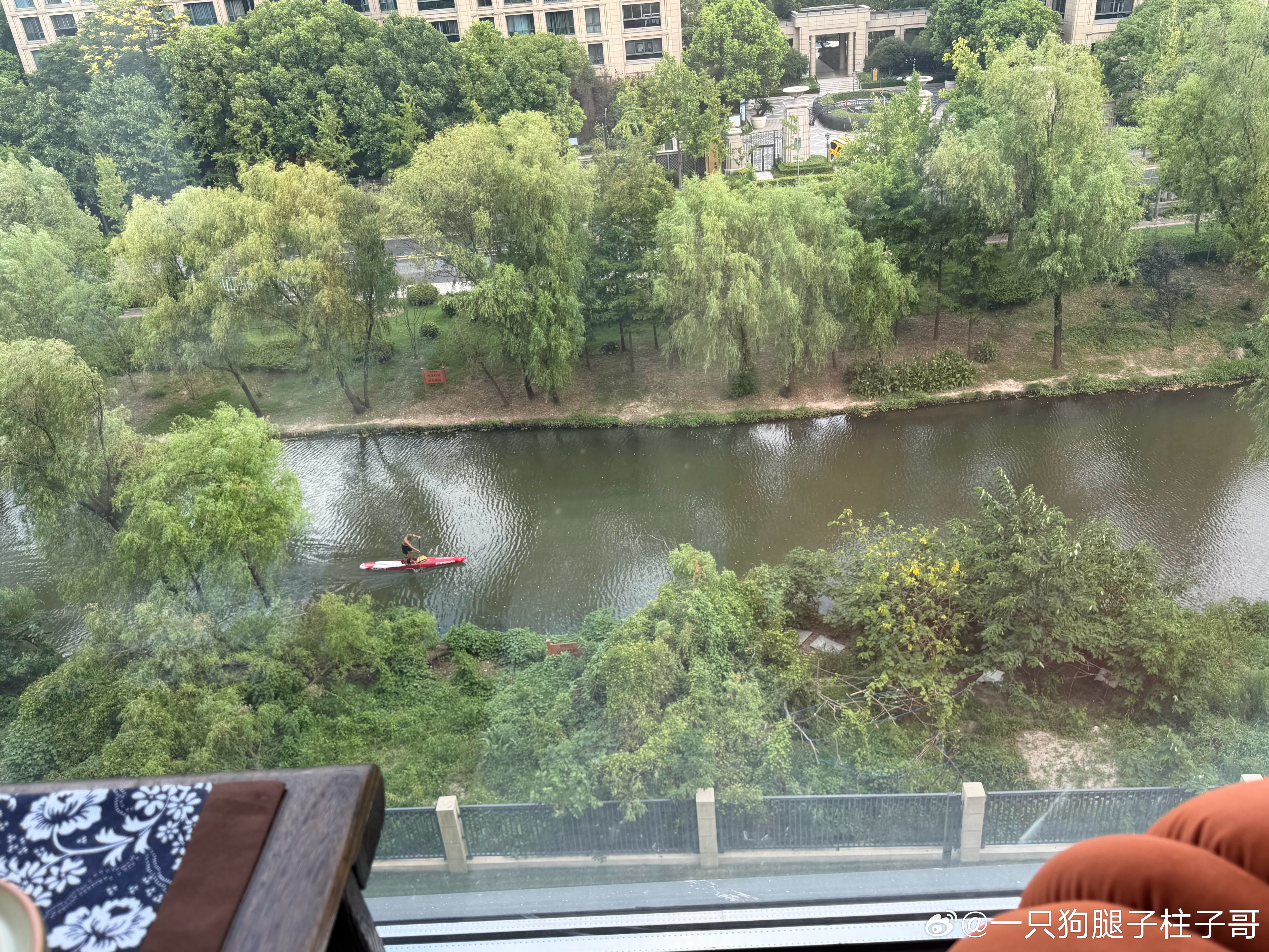 刚刚观鸟看到了我的宝贝傻咕咕。它憨憨地站在河边枝头上。胃疼的时候，没有什么比坐在