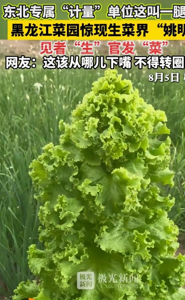 菜园长出巨型生菜走红
 
近日黑龙江桦南一处菜园里，一株生菜长势格外惊人，个头挺