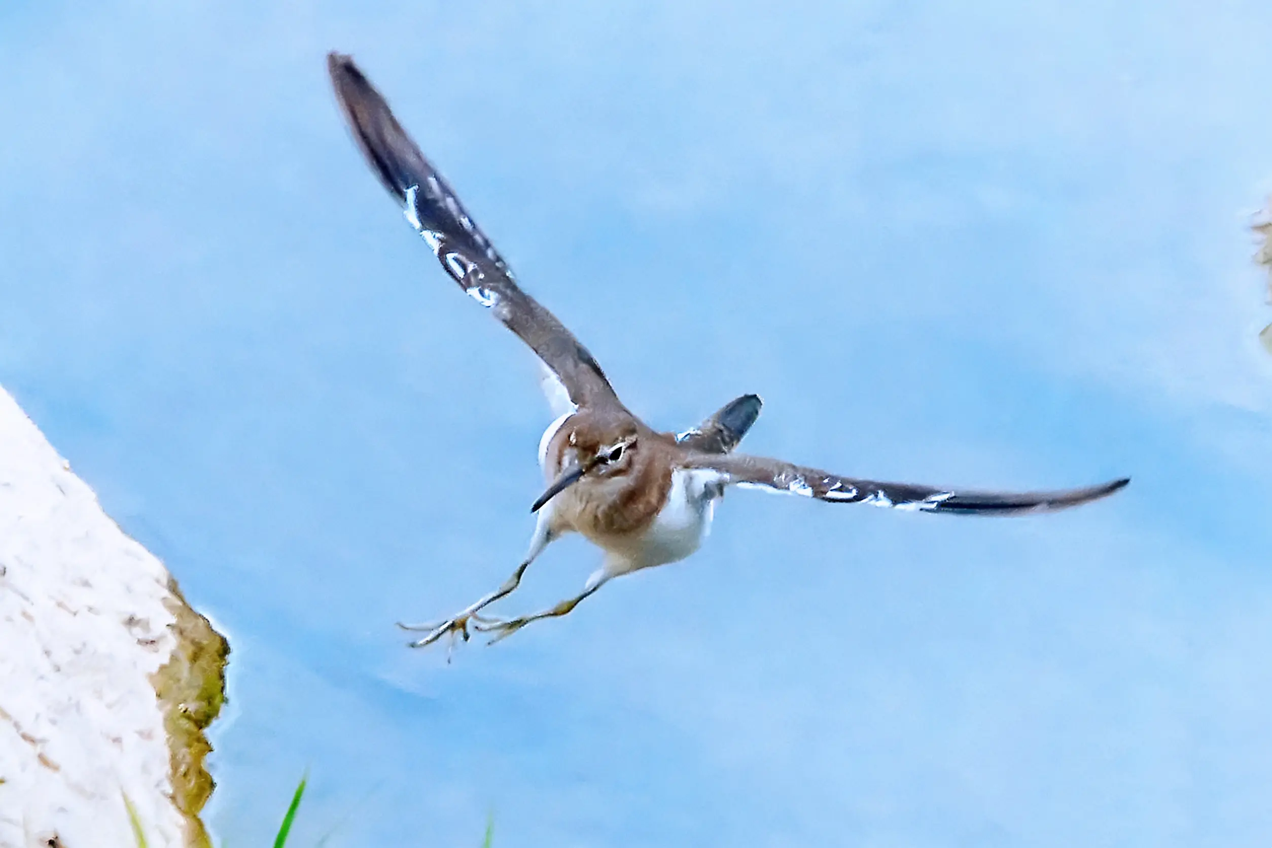 矶鹬。矶鹬，常见的小型涉禽。它属于鸟纲，鸻形目、鹬科，它以水生昆虫、螺...