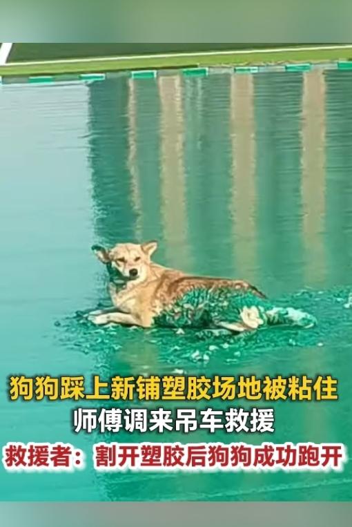 太暖心！小狗误踩新铺塑胶场地被粘住，工人出动吊车暖心救援。
 
万物皆有灵，小小