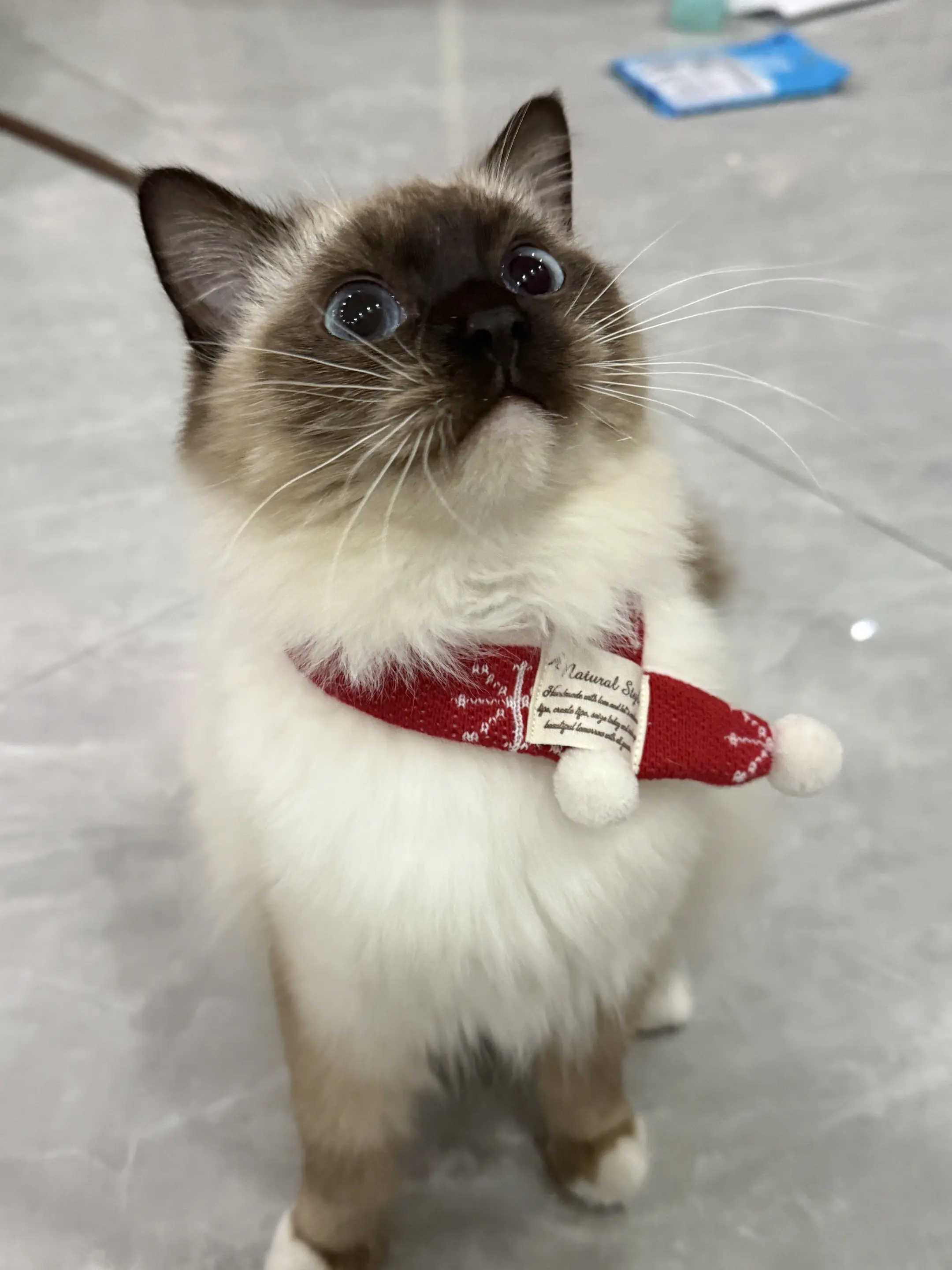 眼神坚定的像要入党 猫咪猫咪猫咪猫咪
