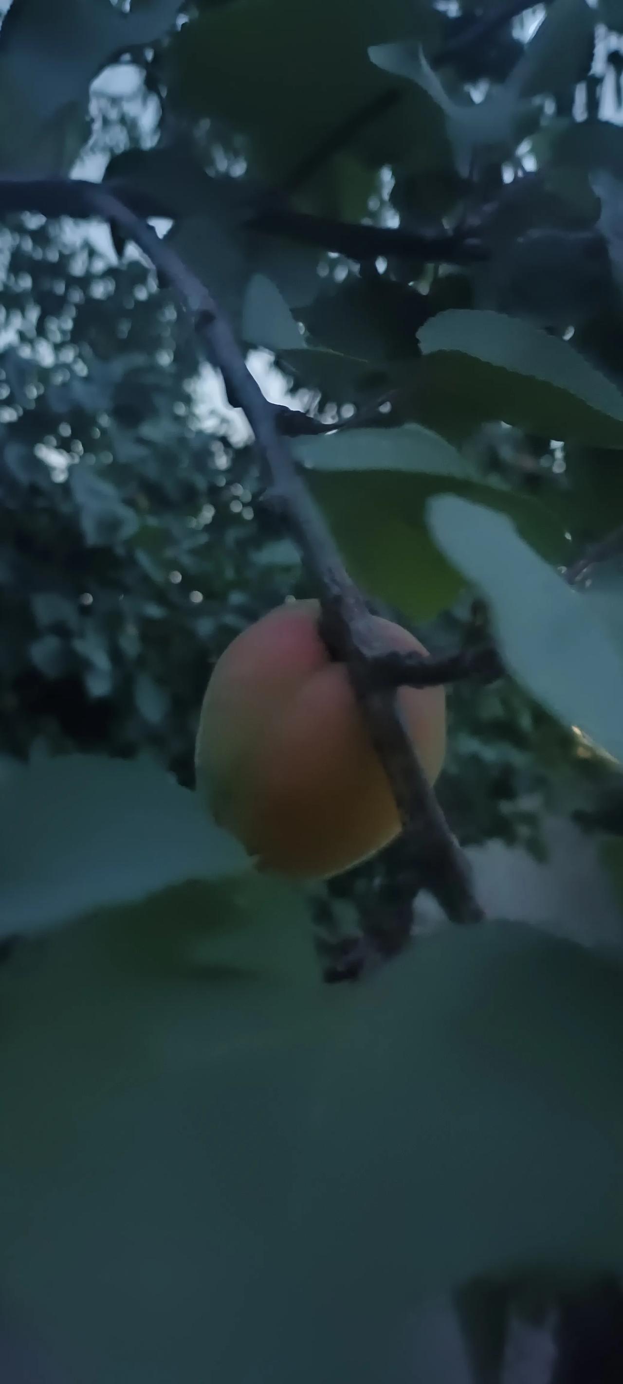 日子真是不经过，又是一年。
刚在小村儿里转悠，意外的发现杏子竟然又黄了。想起去年