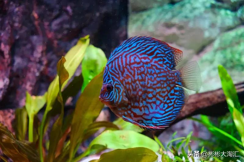 把观赏鱼养好，水质是关键。就像人需要干净的空气，鱼也依赖好水质生存。比如养七彩神