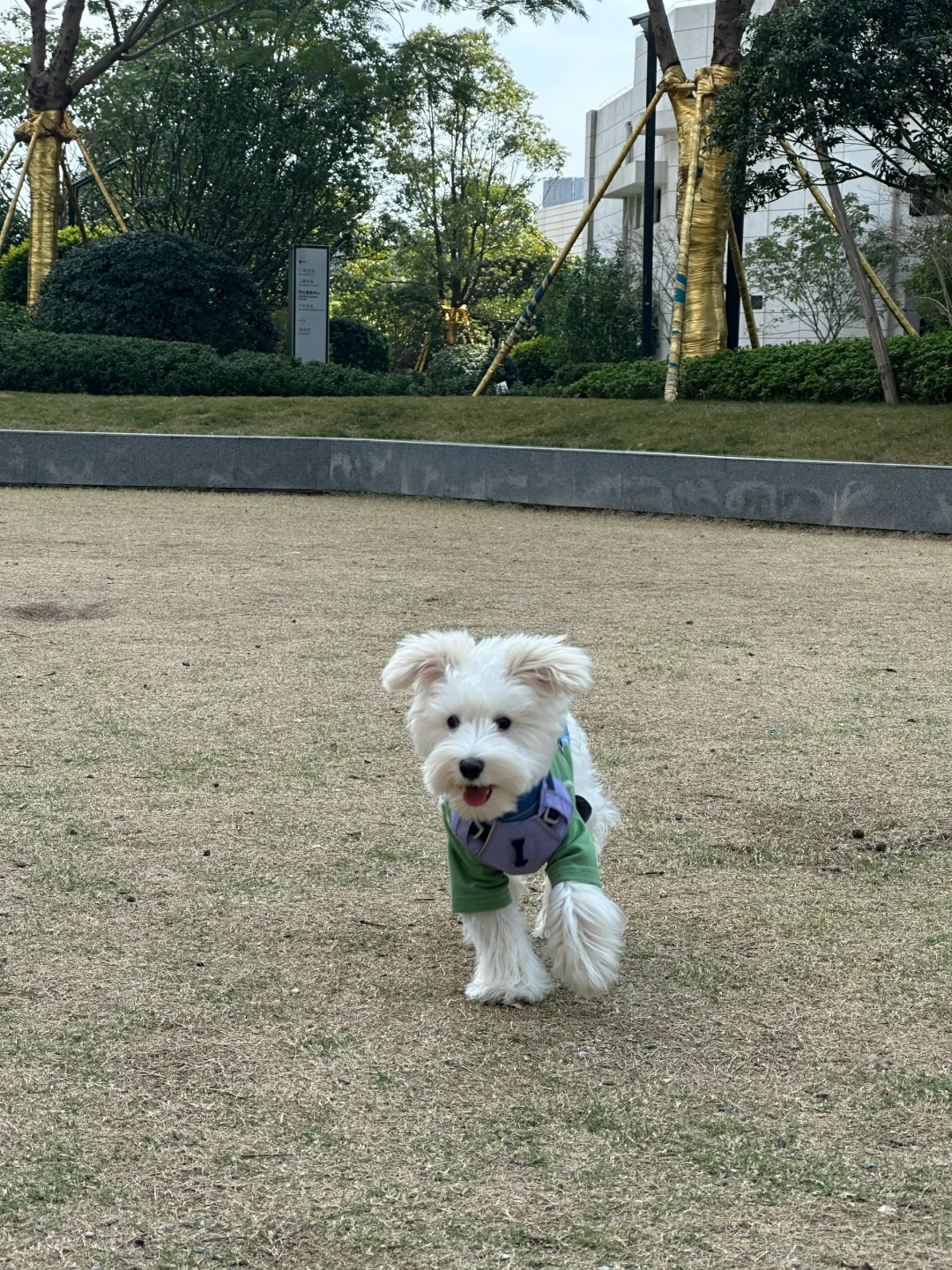 希望小狗每天都这么快乐
