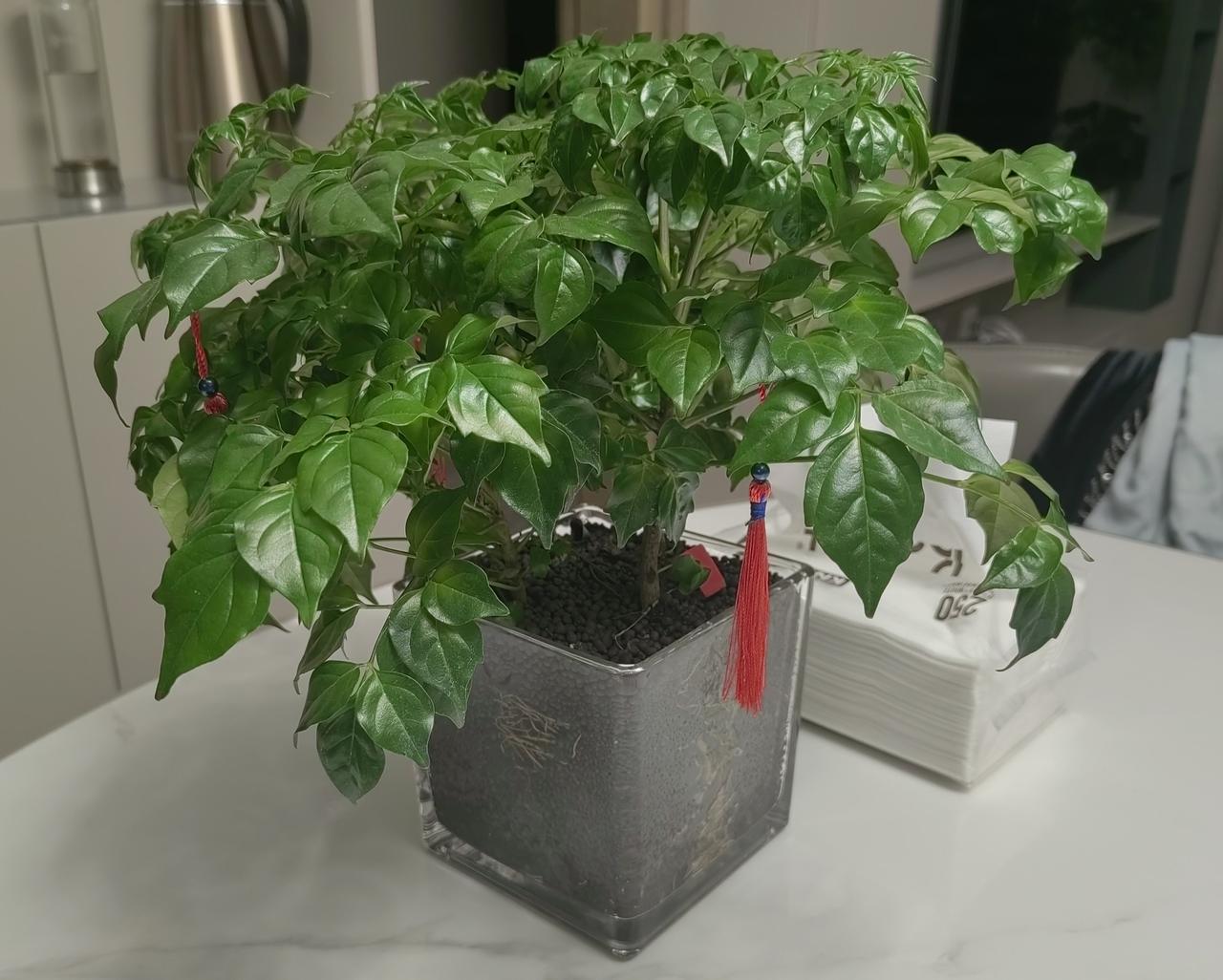 有个好名字，也可以改变自己的命运，发财树就是这样的典型——

     发财树，