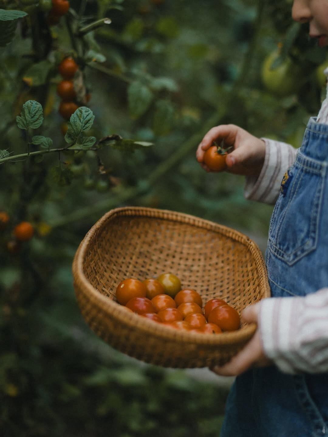一个有机可食用的小花园🍅～ins分享：Tina Sosna 
