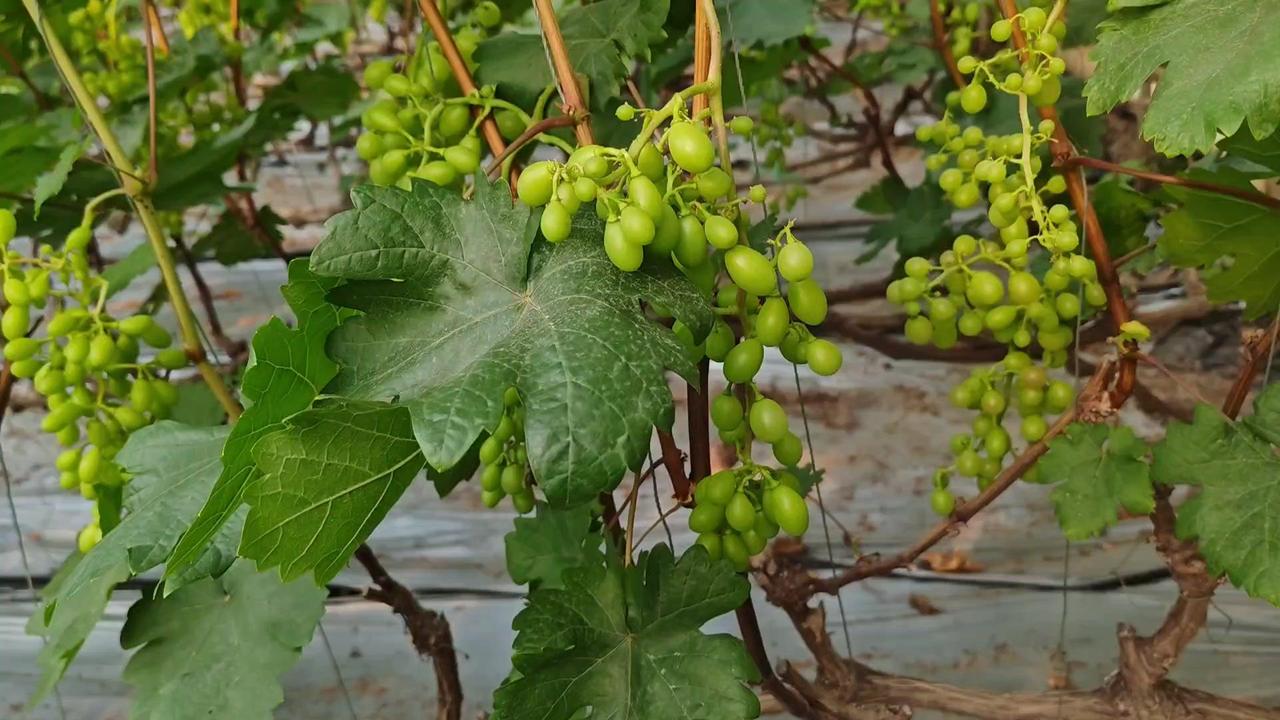 🍇春红3号进入转色期，管理上得注意这几点：
首先，浇水要警惕大水漫灌，现在温度