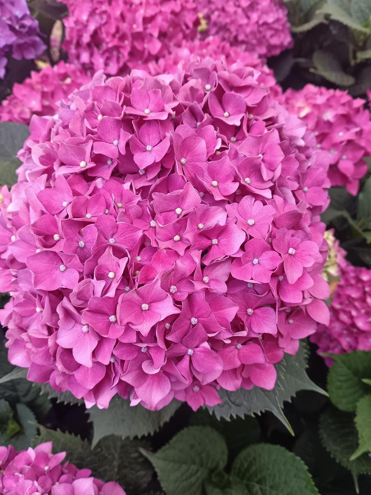 分享一张你拍的花，什么花都行绣球花团簇如玫红云霞，每一片花瓣都裹着夏日的热烈与温