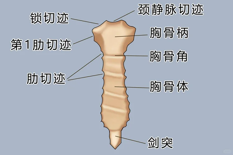 胸骨柄位置图