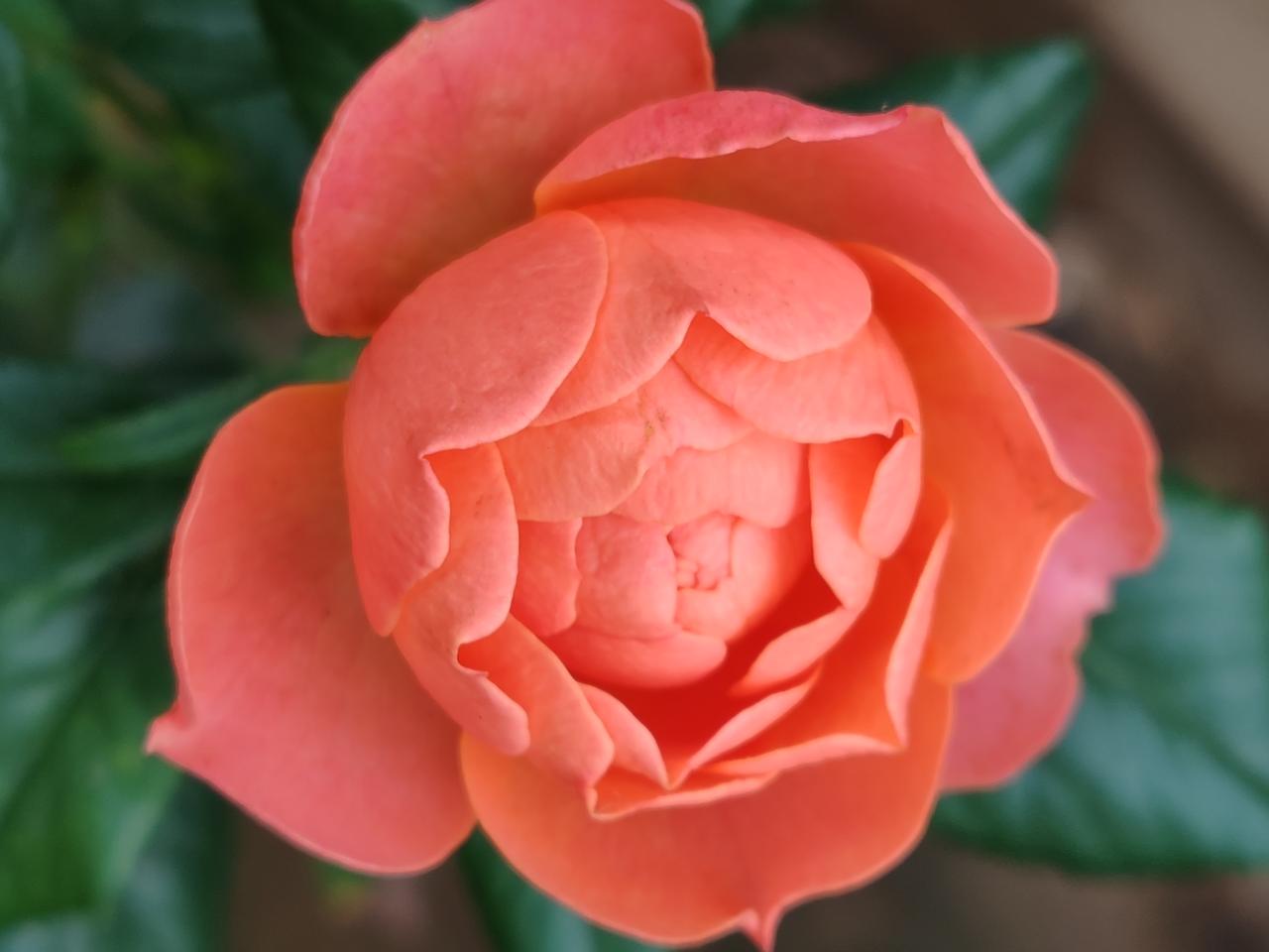 分享美丽花卉