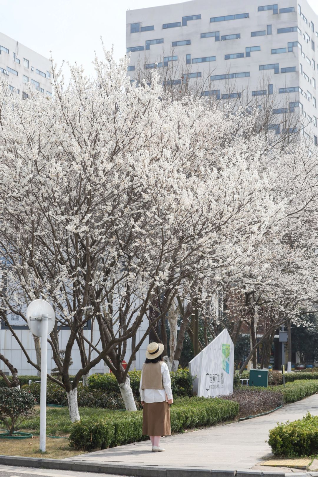 3.12实拍❗️武汉小众樱花地开爆❗️真没人