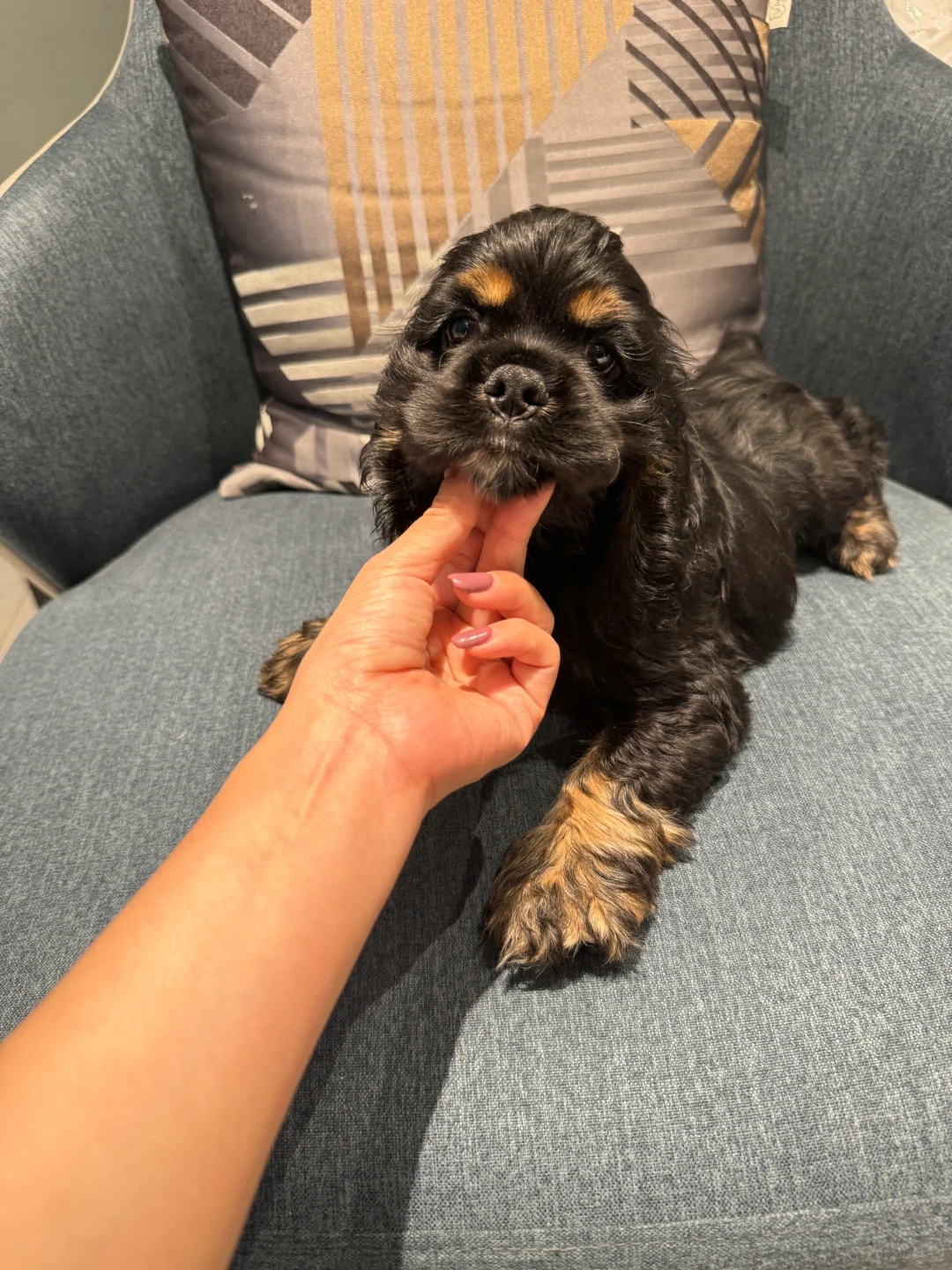 蹲主人｜甜美脸版铁包金弟弟