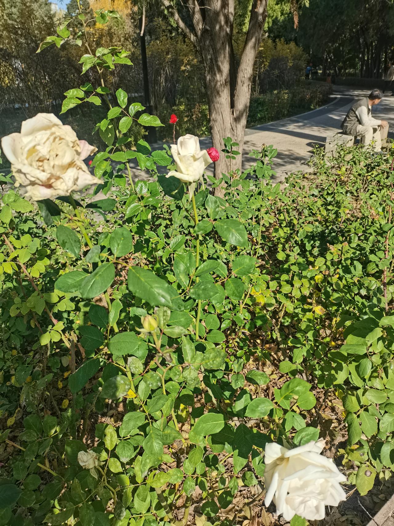 眺望远山汾水，
近赏绿树红花。
秋高气爽龙城，
银杏叶黄风光。