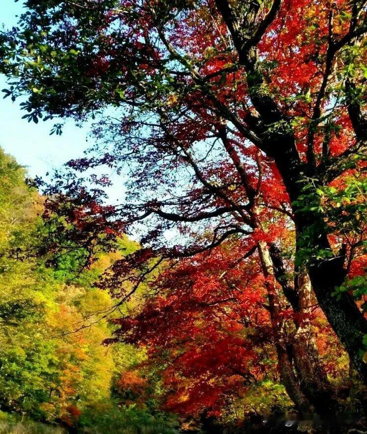 日月山枫景#美丽的枫景# #枫山顶# #秋色记录#
