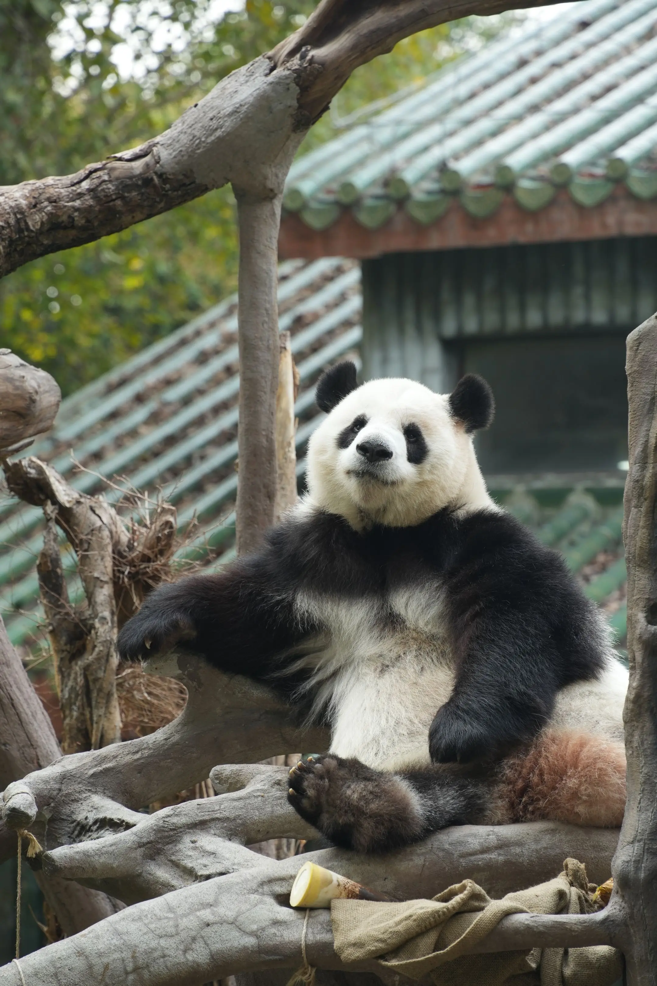 雅一，长着一张国泰民安的脸。