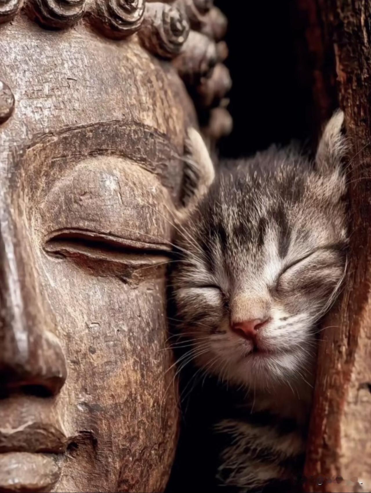 两个相偎依的灵魂，彼此温暖漂泊的心。

我的猜想：“佛是男人，猫是女人，斑驳的门