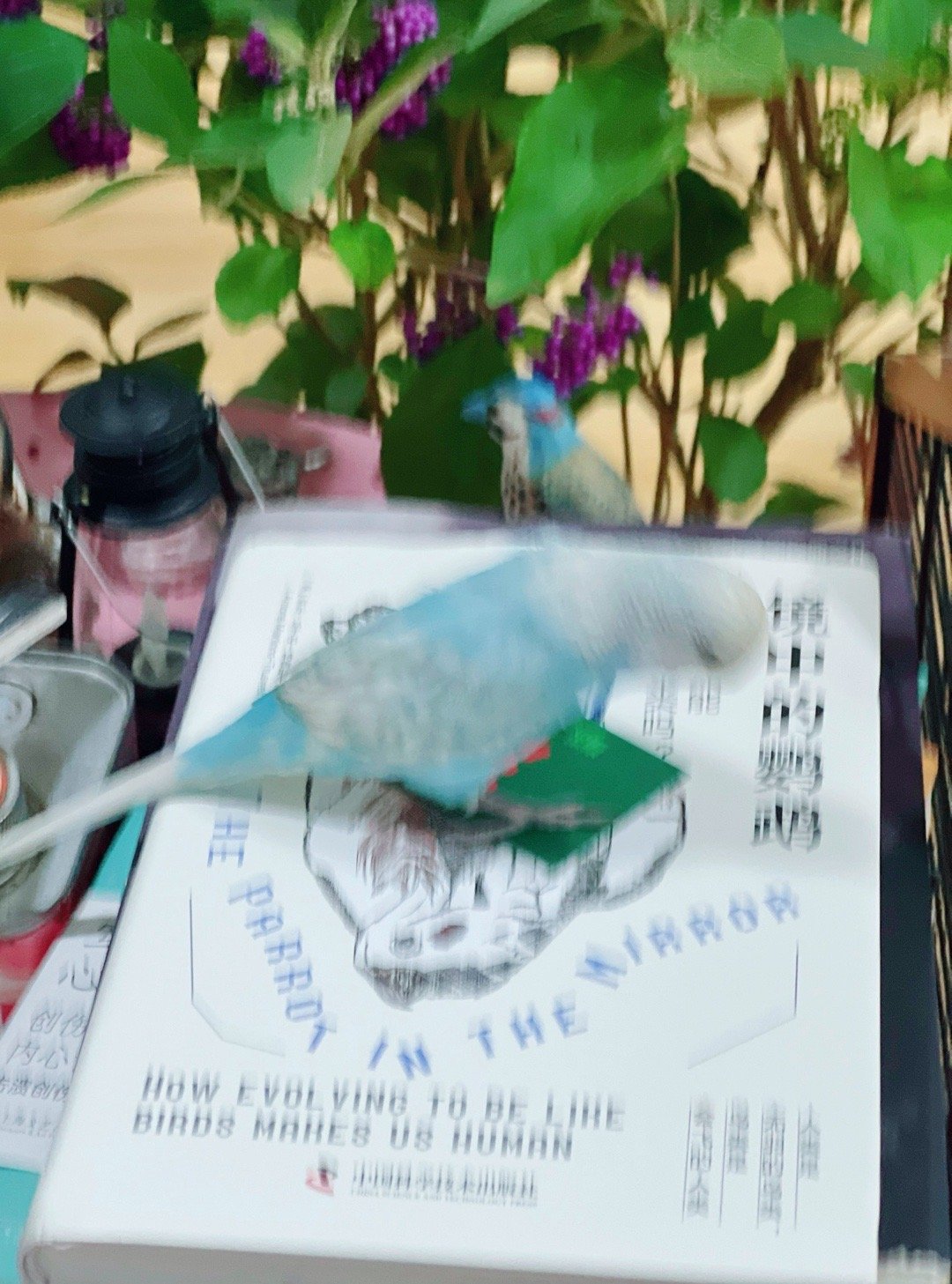 玩耍🦜可爱萌宠