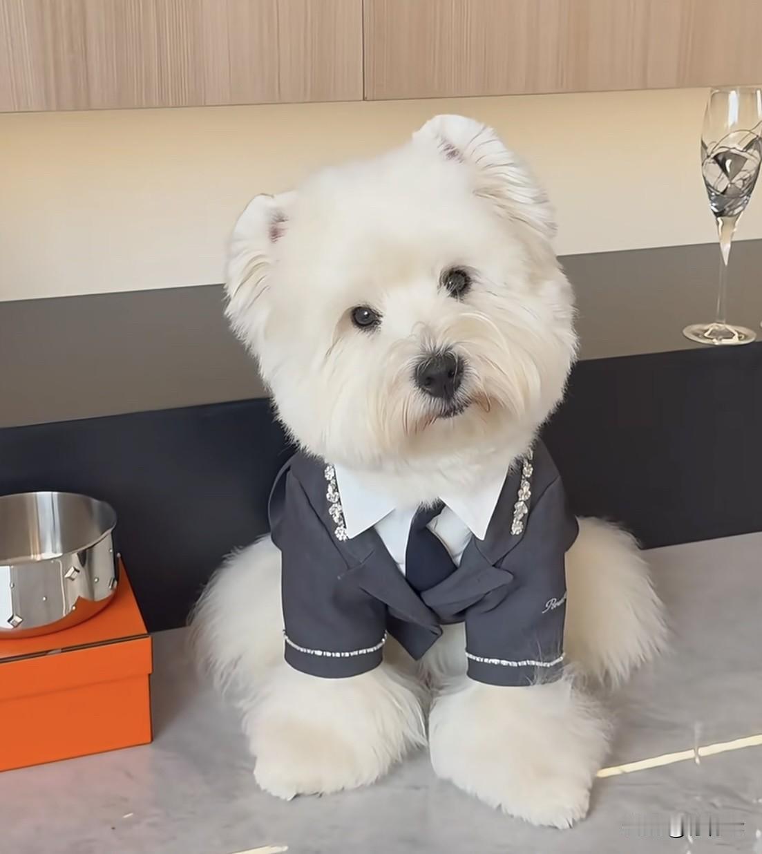 震惊‼️爱马仕狗碗卖2万？富人的日用品，普通人的“天价智商税”！
近日，爱马仕官