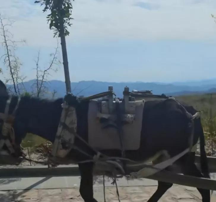 东沟湾大队的日头正毒，二婶子的话比日头还烫人。

严道宽把锄头往地上一杵，黄土溅