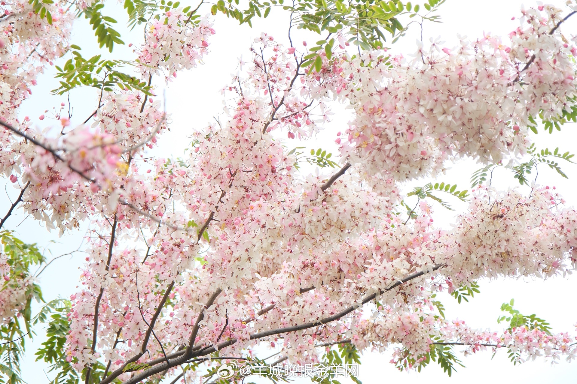 #早安#人生缓缓，自有答案，带着勇气出发，前方的路一定繁花盛开。 