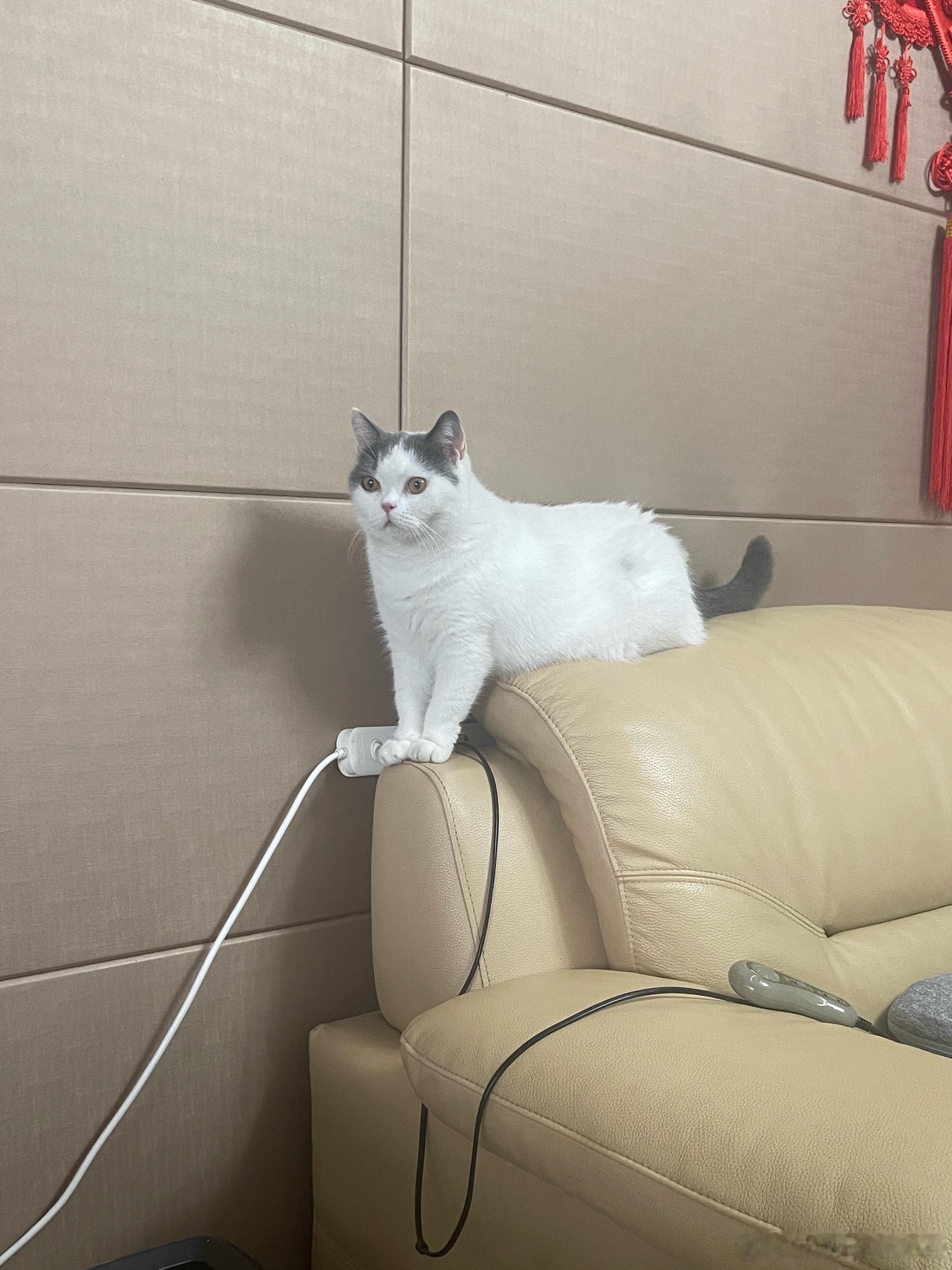 想豚