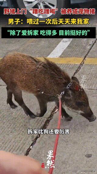 12月3日，一小伙家里闯进一头野猪，他试着喂了一盆面条，不料，野猪竟连续7天蹭吃