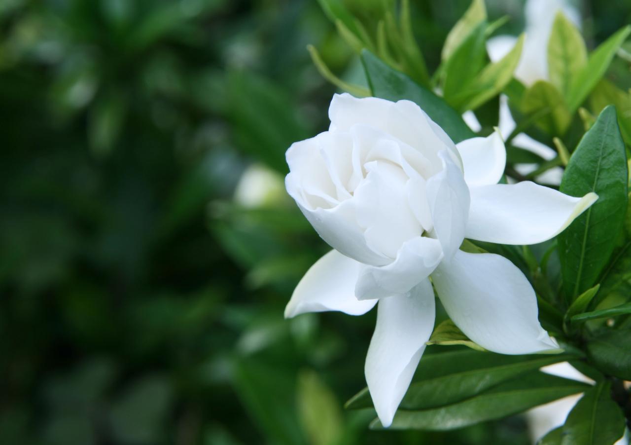 【原创作品】
鹧鸪天·初夏见栀子花
    文/张和平
拂面熏风破暑光，绿阴深处