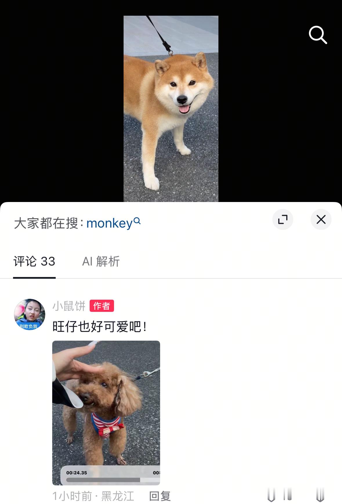 芒肯和旺仔竟然都来横了，我还以为芒肯是来跟他老爹拍商务来的，估计猫爸猫妈会在横店