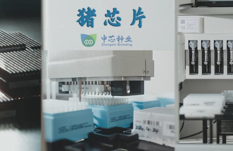 【中芯种业广东广州种猪检测室改扩建来了！竟然在蕉门】中芯种业广东广州种猪检测室（