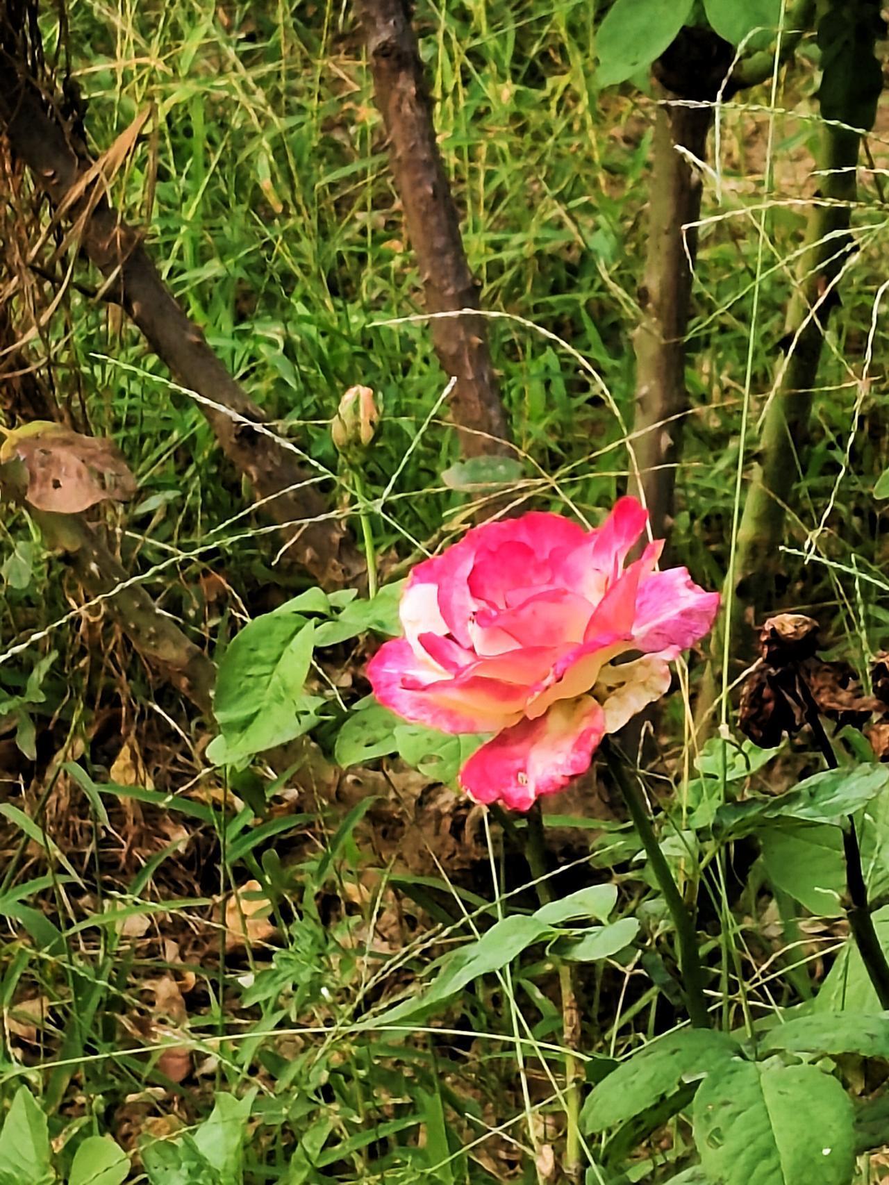 不知疲倦的月季花！今年夏天，几乎每周去一次泉城公园遛弯，因为自从地铁四号线开通以