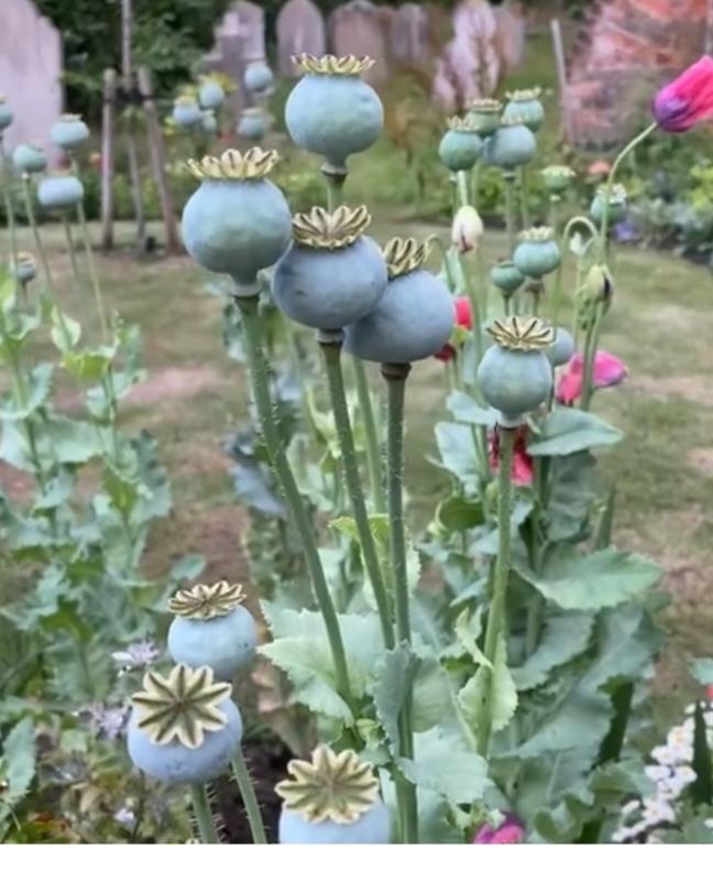 〔欣赏图片〕图中画面这植物你知道是啥？它开花还有香味。成熟后就是大烟。猜啥植物品