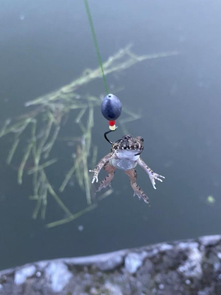 还是低估了钓友们的能力。目标已经不局限在水里了，天上飞的地上跑的，统统...