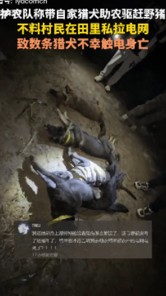 细思极恐！河南一村庄遭遇野猪突袭，护农队带自家猎犬免费助农驱赶，不料村民在田里私