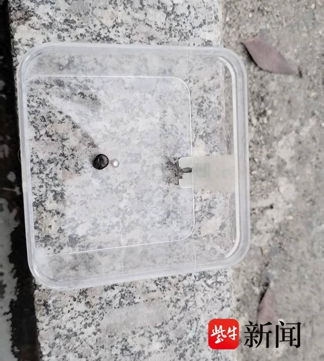 命大到离谱！6月16日报道，南京高淳，魏老哥穿着短袖长裤网鞋在山芋地里除草，突然