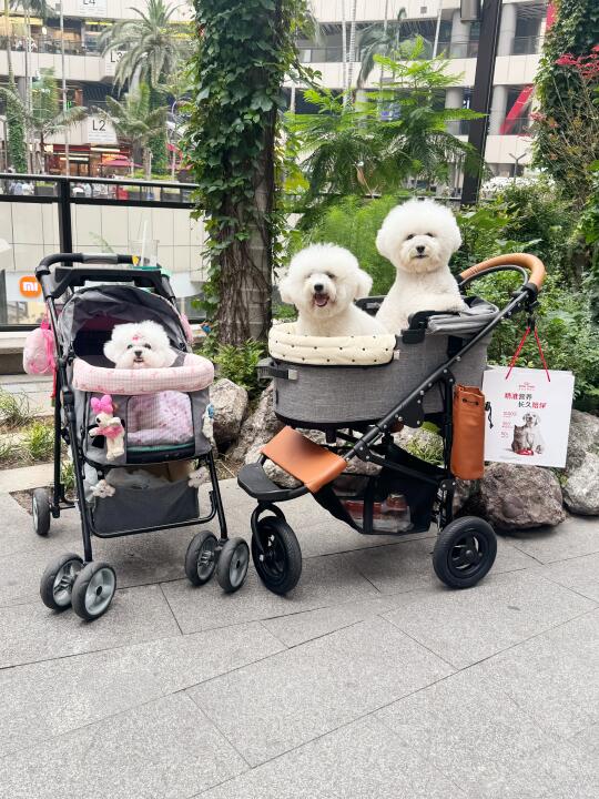 狗狗我呀～出门就是开心呀