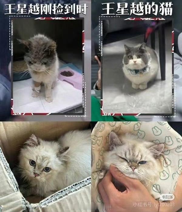 王星越只是喜欢猫吧 爱猫人士[允悲]王星越删博 ​​​