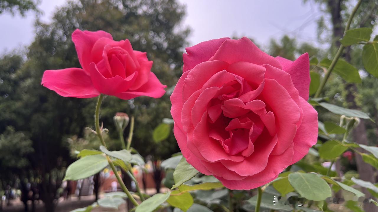 无数事实证明，与成功失之交臂的人，往往并非缺乏智慧和勇气，而是在办事的方法上差了