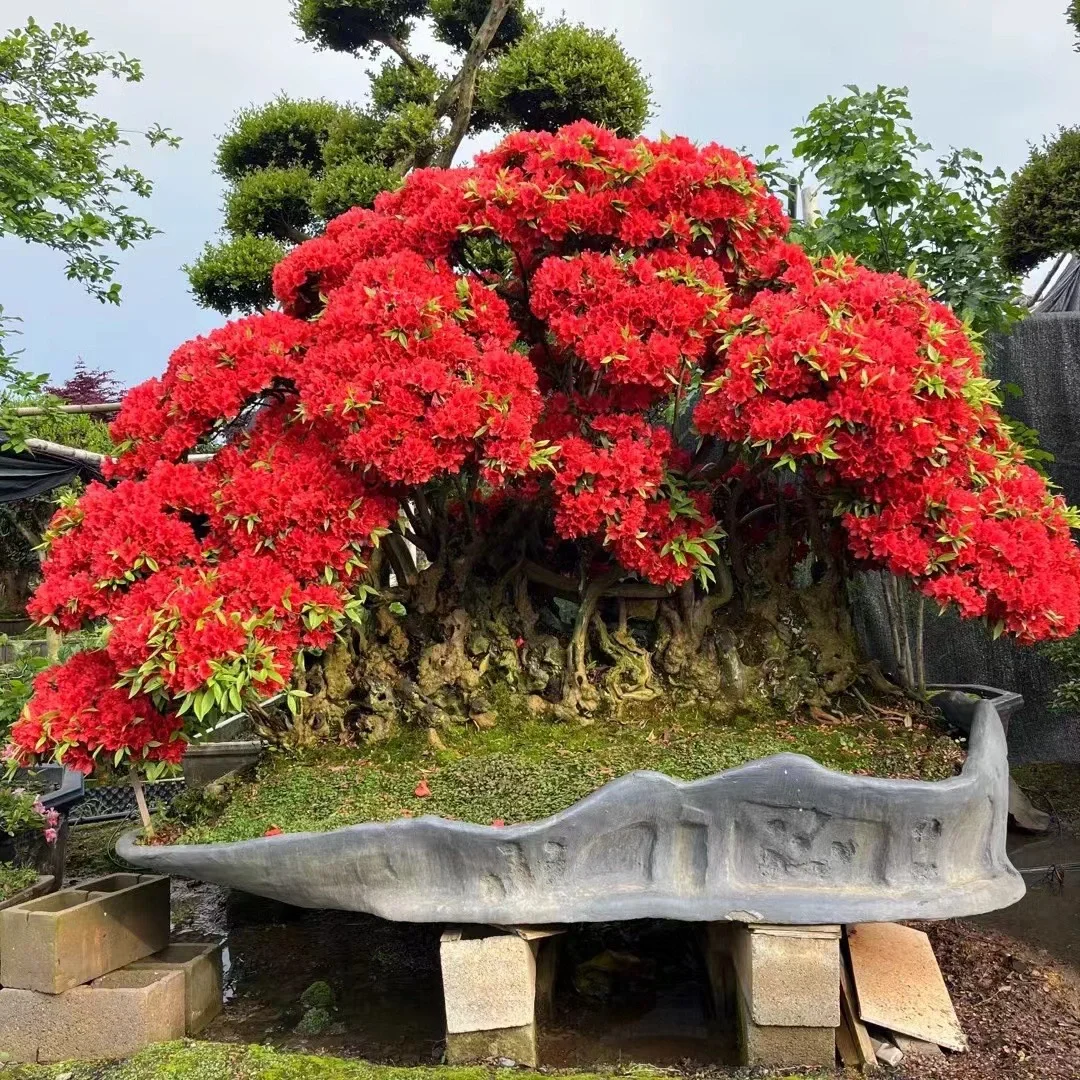 收藏在院子里的美好治愈