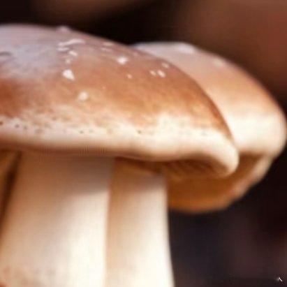微公益种植🍄 香菇的培育要点及小技巧 🍄🌱 香菇是一种美味可口的食材，在家