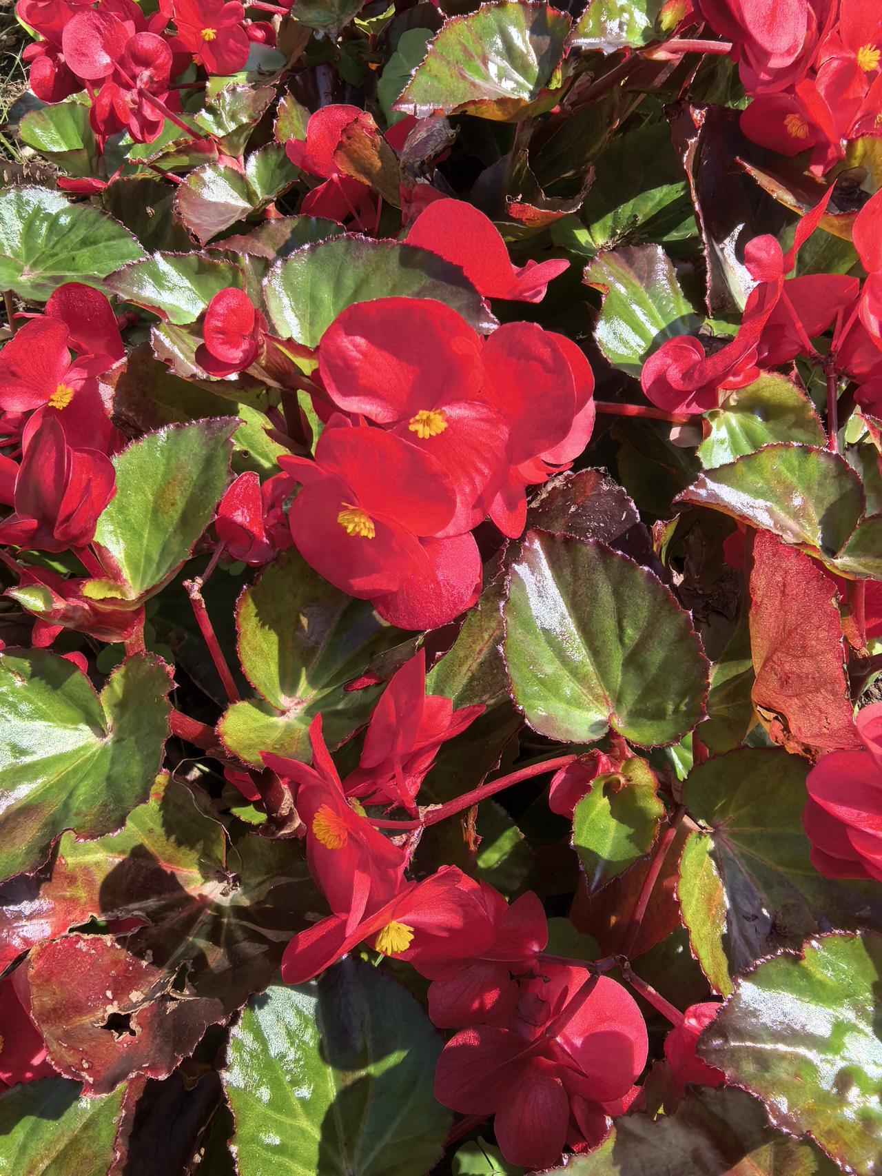 晒出今天随手拍的美图