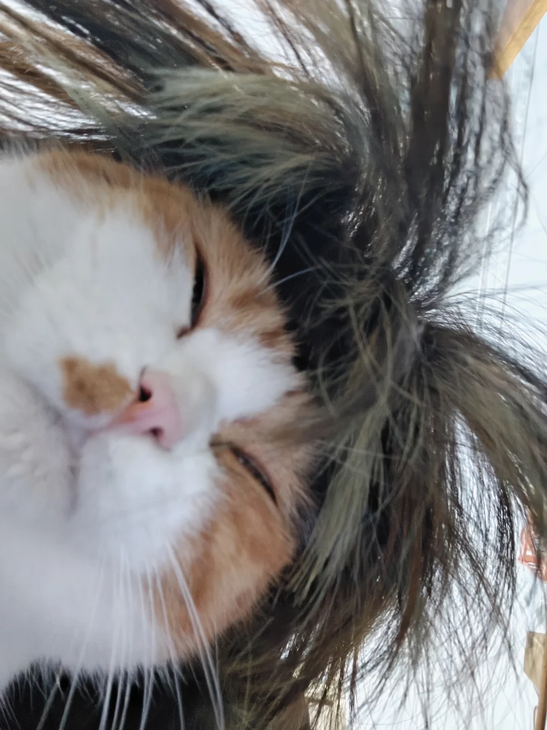 拍到了猫生照片