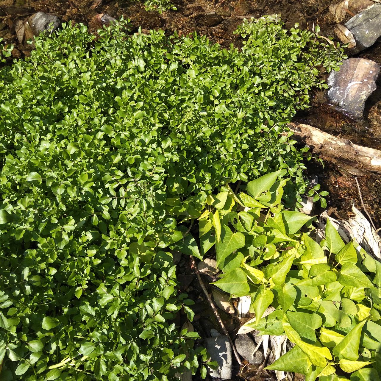 分享一下随手拍的花草满河的西洋菜，绿油油的一片，看着还挺有诗意的。