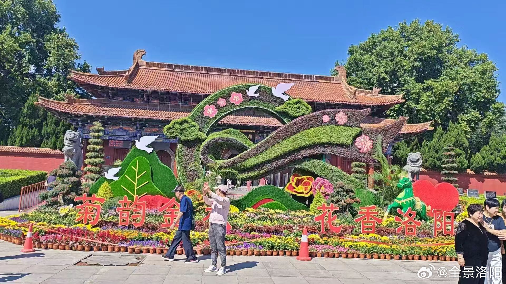 全景洛阳[超话] 王城公园菊花展！📷  ​​​
