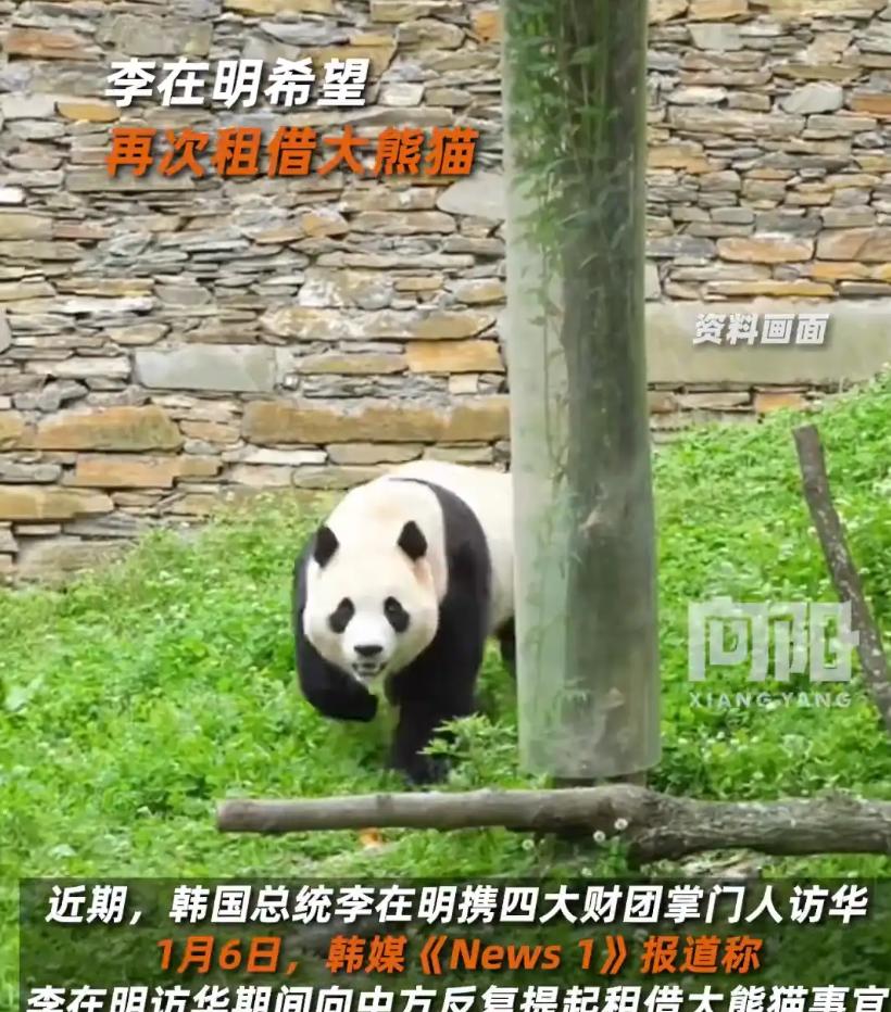 韩国想租借一对熊猫。李在明称，实在不行把 “福宝” 再借我们也行…

福宝在韩国