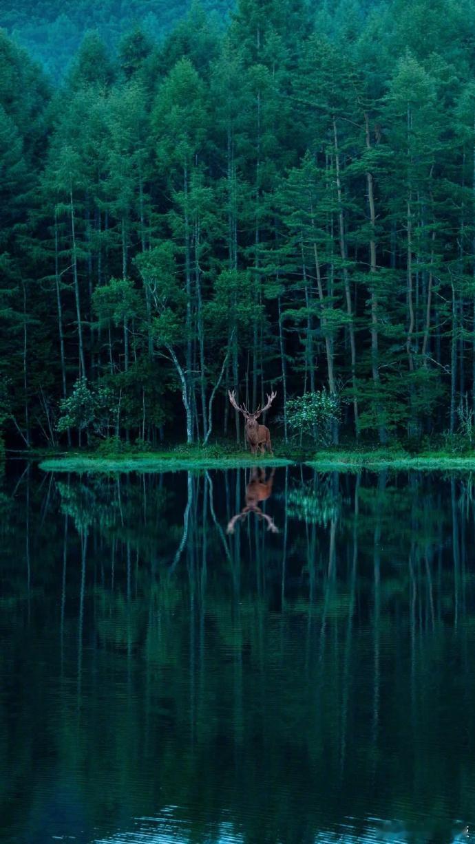 准的可怕....据说见鹿转发，可以好运一整年🙏🦌   