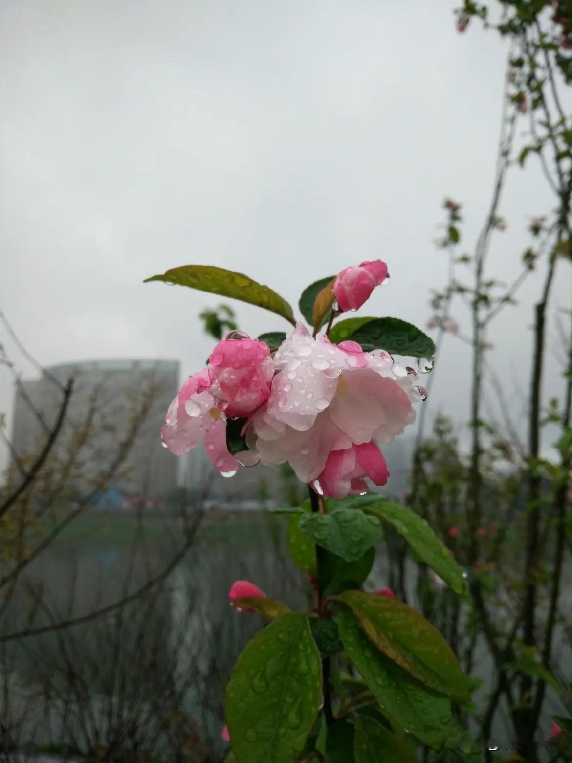 喜欢一个人
静静的坐在窗前
看雨滴飘落
洗净这世界万物
守着一份宁静的心
做个安