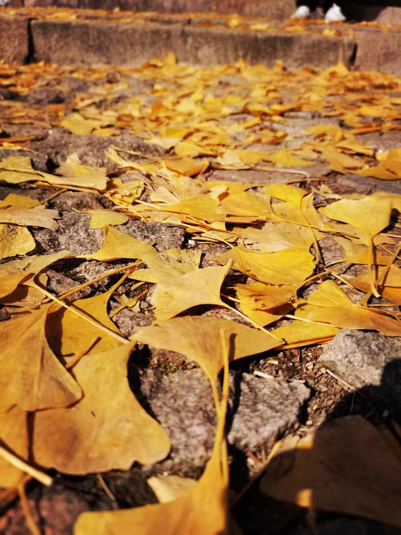 江南的冬天虽不如北方凛冽，
却有着独特的温婉与诗意。
枫叶与银杏，正是这个季节里