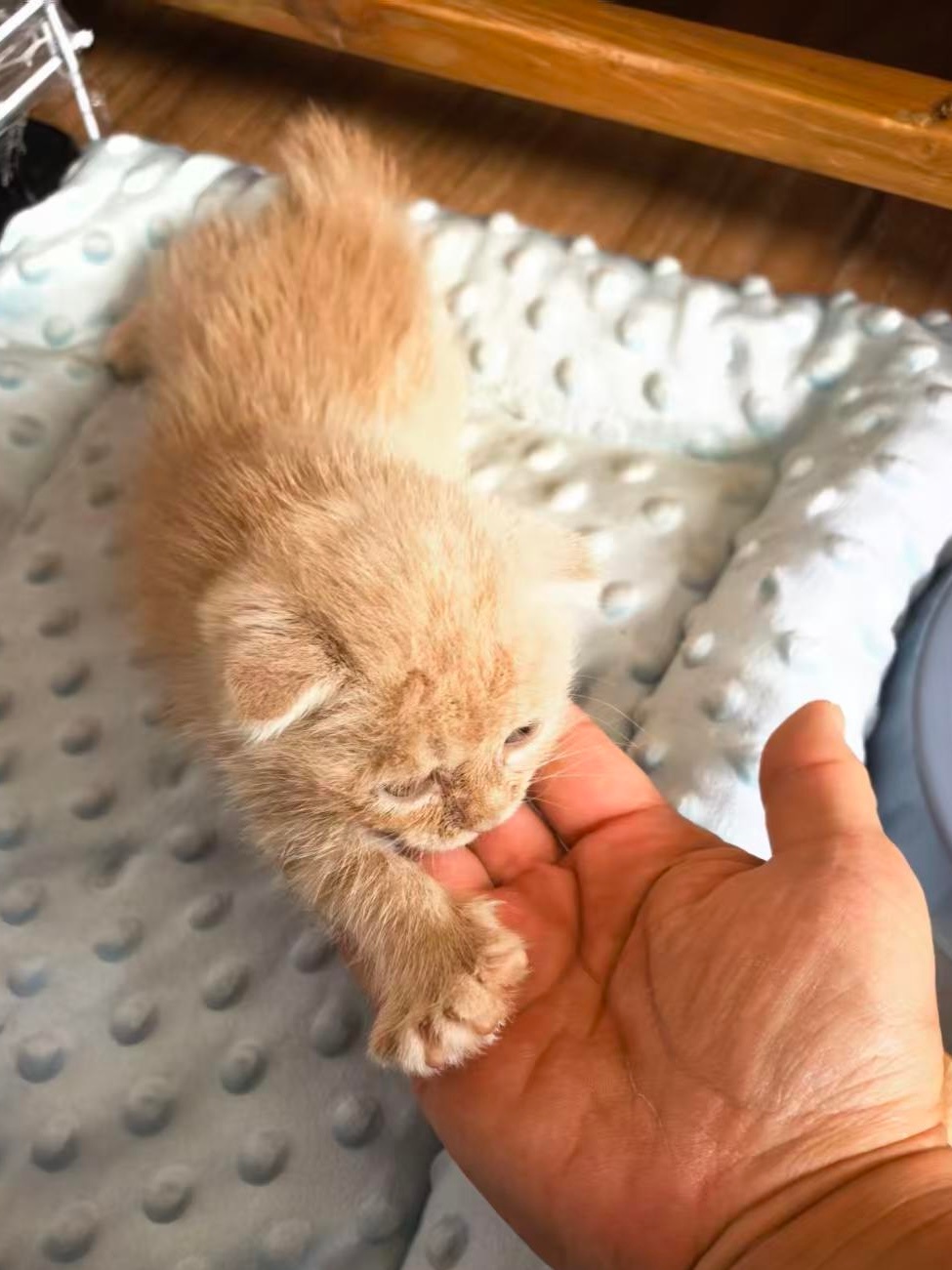 每天开心时刻：我妈隔着十万八千里给我发两张猫 ​​​