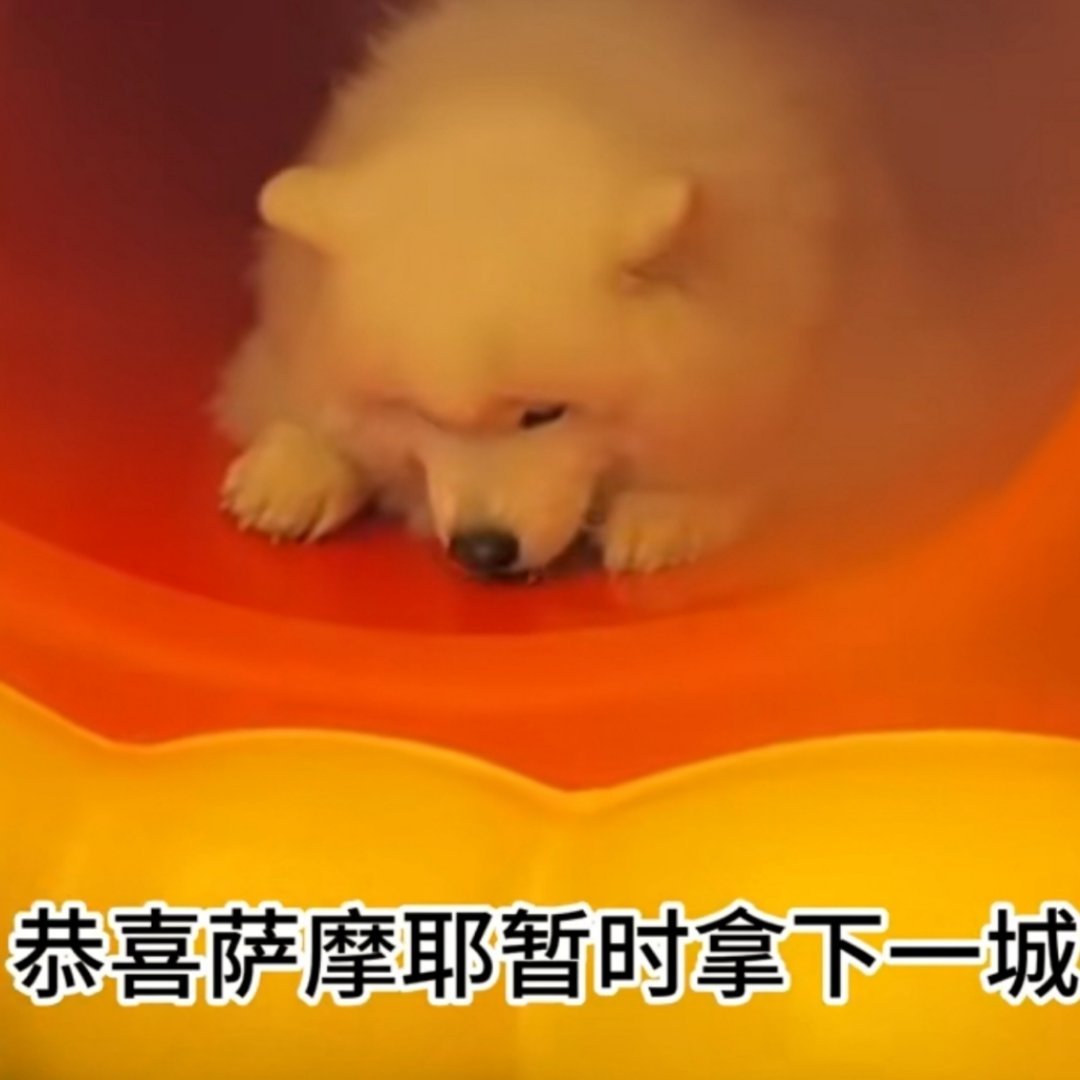 上海的泊狗位竟然已经有空调了 细节拉满，针对夏季高温天气下宠物临时安置的需求，上